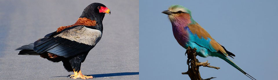 Bateleur Eagle and Lilac Breasted Roller